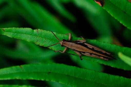 沙漠蝗虫能吃吗