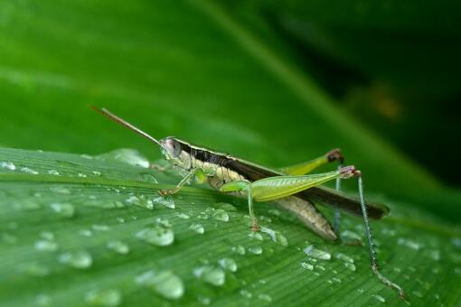 沙漠蝗虫能进入中国吗