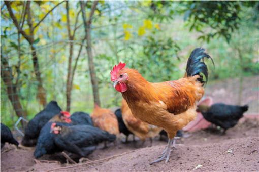 绿壳鸡苗多少钱-摄图网