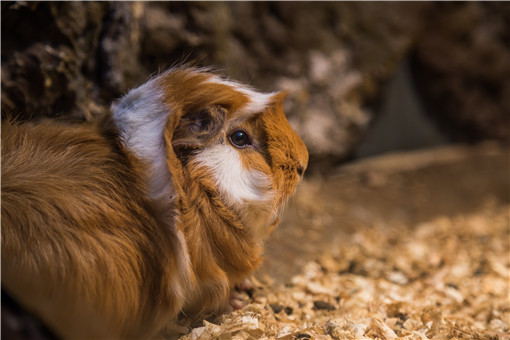 养豚鼠要注意什么