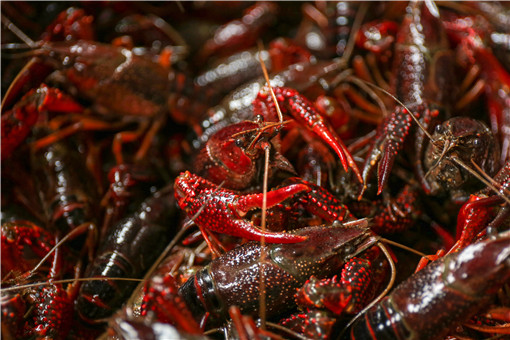 小龙虾的养殖技术有哪些