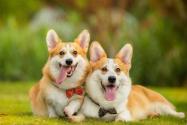 俄罗斯唯一一只柯基警犬退休是怎么回事?柯基可以当警犬吗?怎么