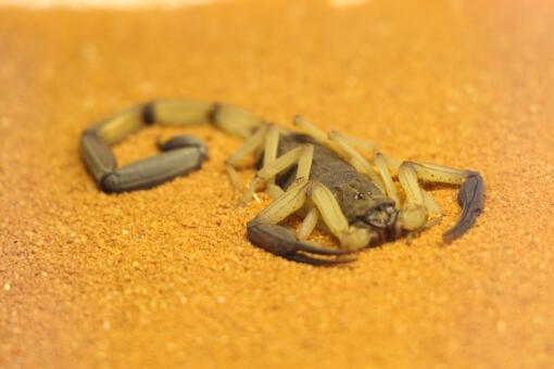 被蝎子蛰最有效的办法-摄图网