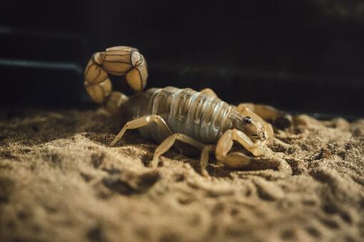 蝎子在什么地方最多-摄图网