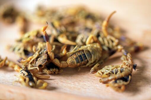 蝎子最怕什么-摄图网