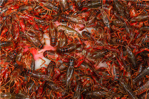 小龙虾养殖-摄图网