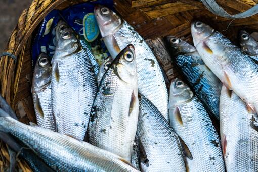 水产品——摄图网