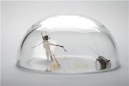 蟋蟀吃什么?是益虫还是害虫?和蛐蛐一样吗?