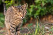 2019年中国狸花猫多少钱一只?应该怎么饲养?