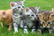 为什么被猫咪抓伤险丧命?养猫要注意什么?抓伤后多久打针有效?