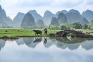 一亩地可以养多少头牛?养牛要注意什么?