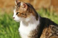 猫能活多少年?怎么养能活得久?