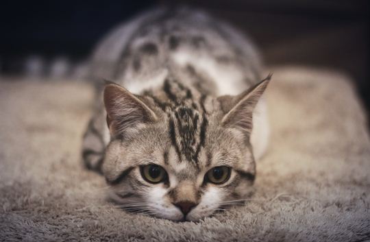 猫的品种有哪些