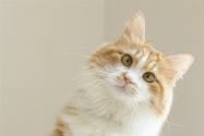 2020年新手适合养什么品种的猫?这些猫可爱又好养!