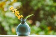 2020年种植什么花卉经济效益高?不妨试试食用花卉