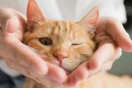 猫可以生吃三文鱼吗
