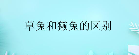草兔和獭兔的区别——自制