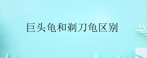 巨头龟和剃刀龟区别——自制