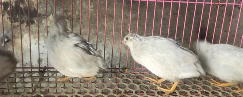 芦丁鸡寿命是多少年?
