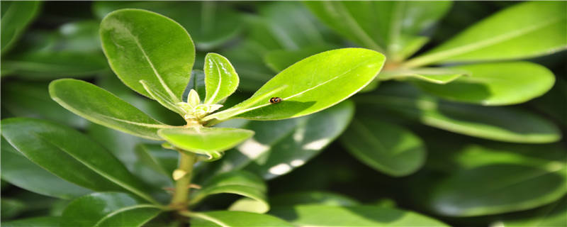 烟草甲虫如何滋生起来-摄图网