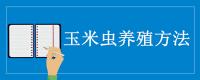 玉米虫养殖方法
