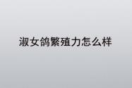 淑女鸽繁殖力怎么样