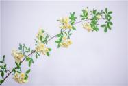 木香花怎么繁殖