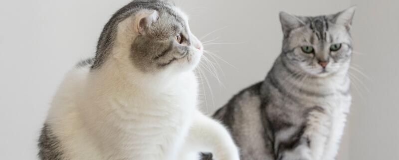 猫咪近亲繁殖会怎么样