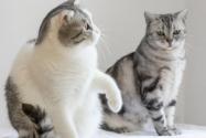 猫咪近亲繁殖会怎么样