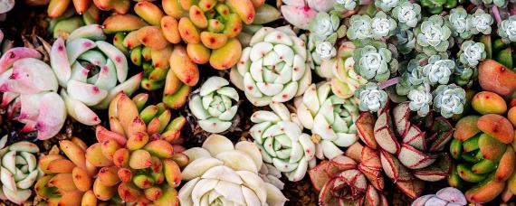 多肉植物——摄图