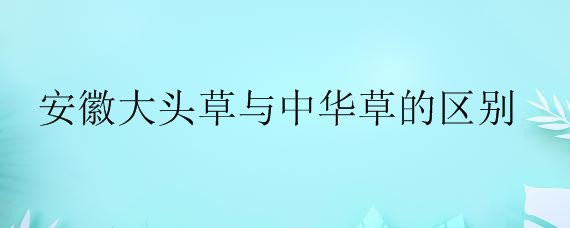 安徽大头草与中华草的区别——自制