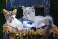 猫的养法注意事项