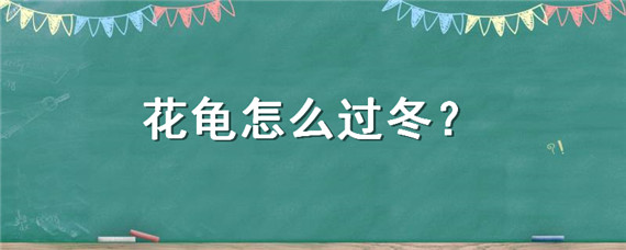 花龟怎么过冬-自制