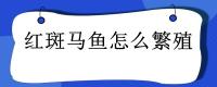 红斑马鱼怎么繁殖