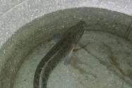 斑鱼是海鱼还是淡水鱼