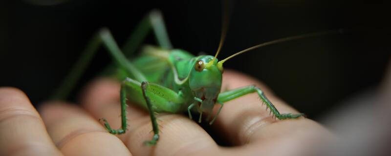 蝈蝈