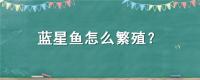 蓝星鱼怎么繁殖?