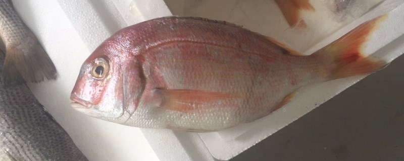 鲷鱼是海鱼还是淡水鱼?