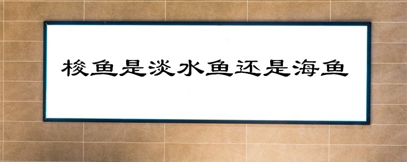 梭鱼是淡水鱼还是海鱼?