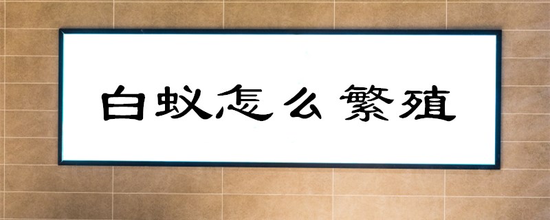 白蚁怎么繁殖?