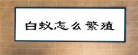 白蚁怎么繁殖?