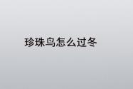 珍珠鸟怎么过冬