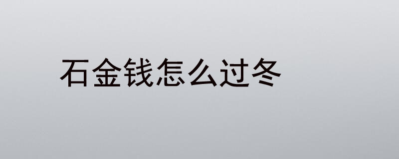 石金钱怎么过冬