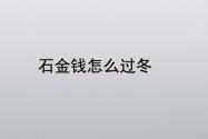 石金钱龟怎么过冬