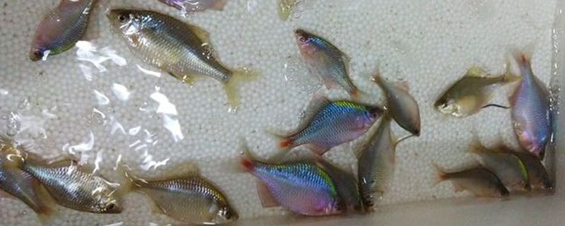 鳑鲏没有河蚌怎么繁殖