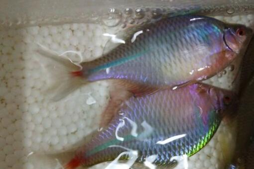 鳑鲏鱼