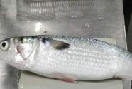 鲻鱼是淡水鱼还是海鱼?