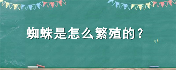 蜘蛛-自制