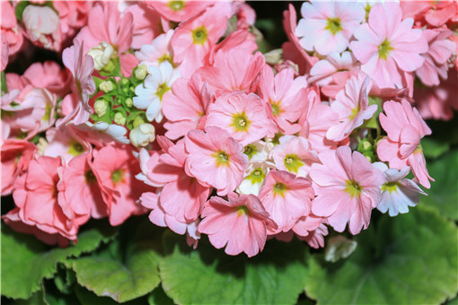 ���ÿ�-��ͼ��