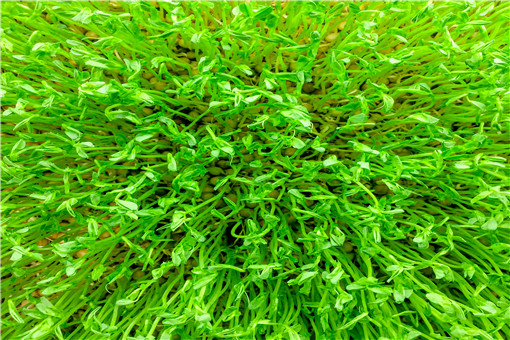 ��ѿ-��ͼ��